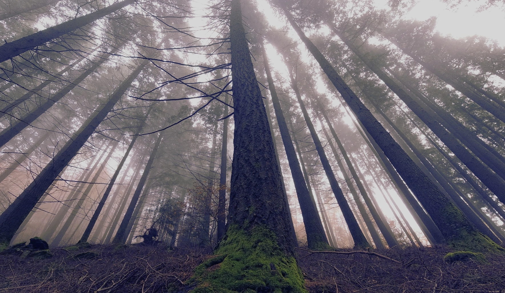 Fotografia Bussaco Park